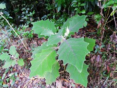 Solanum lasiocarpum