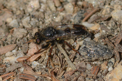Cyrtopogon bimaculus