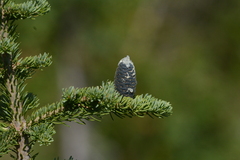 Abies lasiocarpa