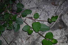 Nyctaginaceae