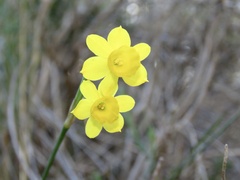 Narcissus assoanus