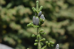 Abies lasiocarpa