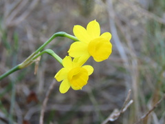 Narcissus assoanus