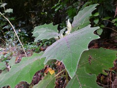 Solanum lasiocarpum