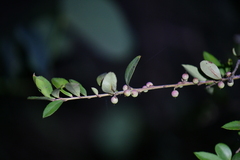 Magnoliopsida