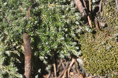 Selaginella densa