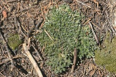 Selaginella densa