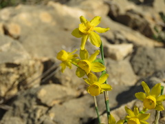 Narcissus assoanus