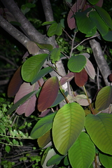 Magnoliopsida