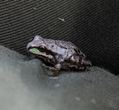 Hyla wrightorum