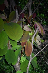 Magnoliopsida