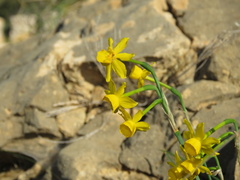Narcissus assoanus