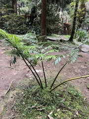 Angiopteris lygodiifolia
