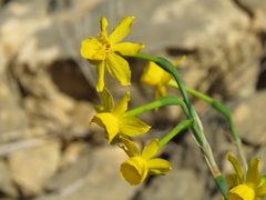Narcissus assoanus