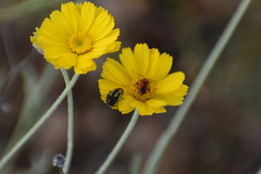 Acmaeodera scalaris