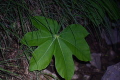 Magnoliopsida