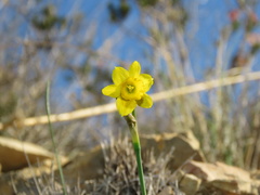 Narcissus assoanus