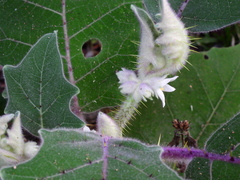 Solanum lasiocarpum