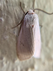 Euchaetes elegans