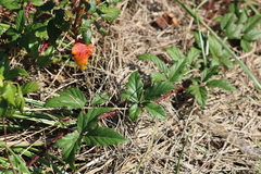 Rubus bifrons