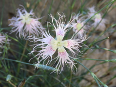 Dianthus broteri