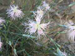 Dianthus broteri