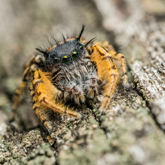 Phidippus mystaceus