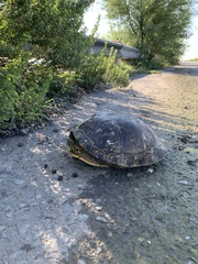 Trachemys venusta cataspila