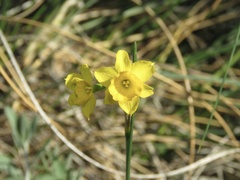 Narcissus assoanus