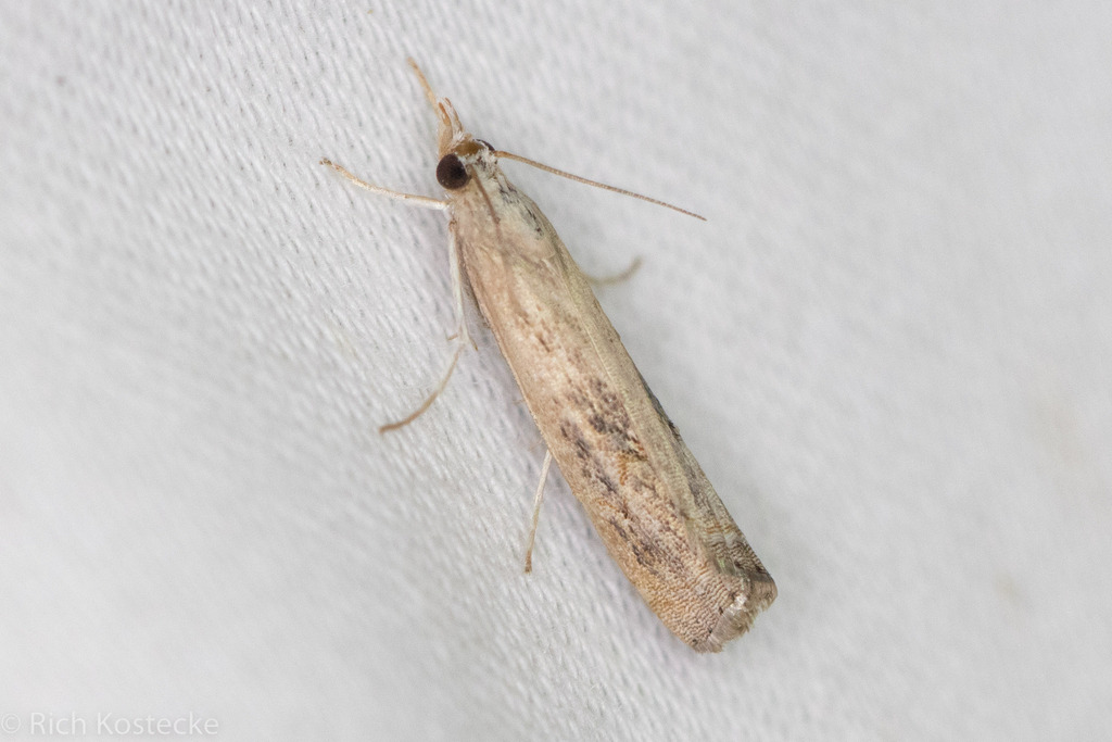 Bluegrass Webworm Moth from Anderson Mill, Austin, TX 78750, USA on ...