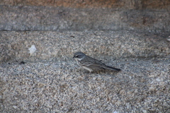 Artemisiospiza nevadensis