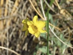 Narcissus assoanus