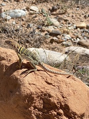 Crotaphytus collaris