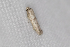 Hypatopa punctiferella