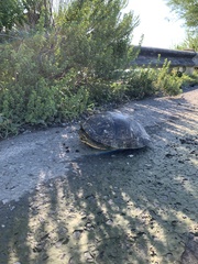 Trachemys venusta cataspila