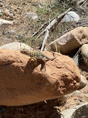 Crotaphytus collaris