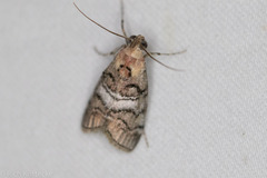 Pococera maritimalis