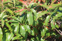 Prunus serotina