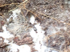 Odontomachus haematodus