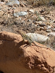 Crotaphytus collaris