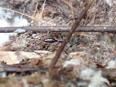 Odontomachus haematodus