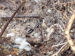 Odontomachus haematodus