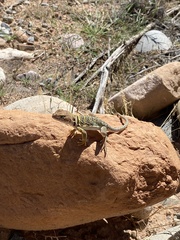 Crotaphytus collaris