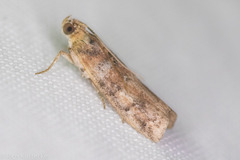 Sciota rubrisparsella