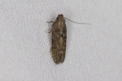 Hypatima