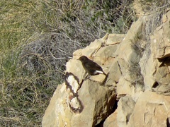 Oenanthe leucura