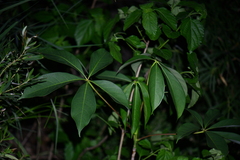 Magnoliopsida