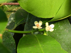 Garcinia warrenii