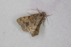 Frederickia s-signata