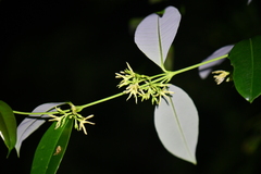 Asclepiadoideae